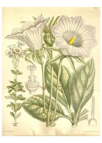 Reproducción/Reproduction 35309054721: Curtis's botanical magazine.. London ; New York [etc.] :Academic Press [etc.]