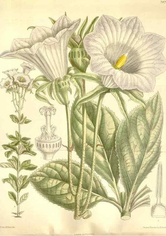 Reproducción/Reproduction 35309054721: Curtis's botanical magazine.. London ; New York [etc.] :Academic Press [etc.]