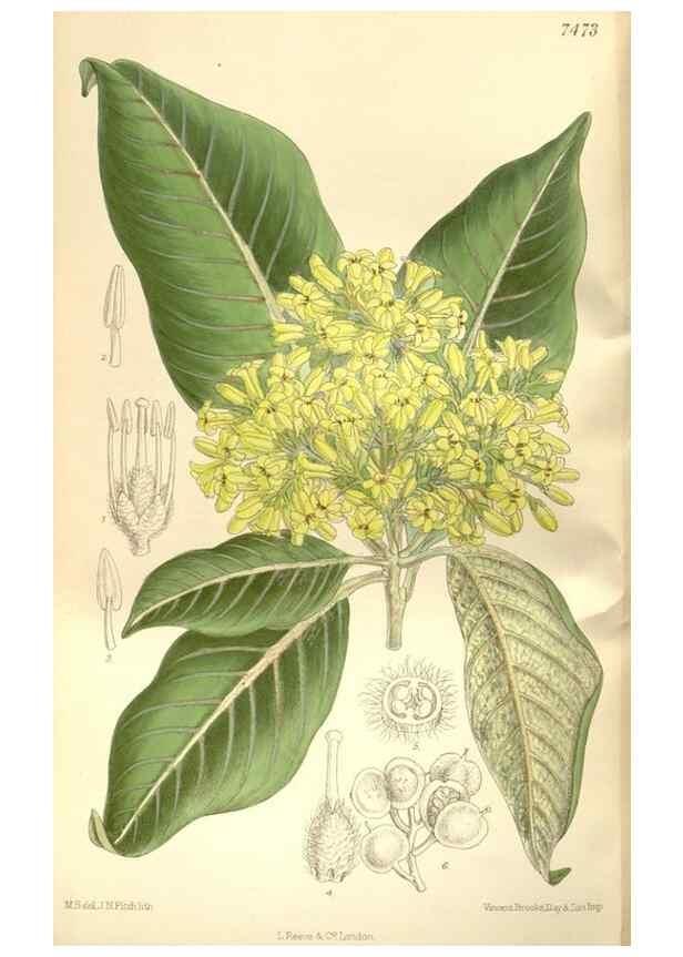 Reproducción/Reproduction 35309056181: Curtis's botanical magazine.. London ; New York [etc.] :Academic Press [etc.]