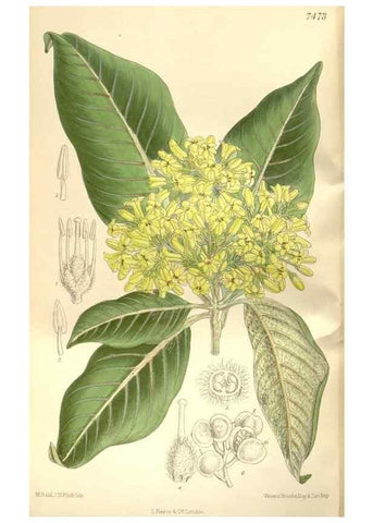 Reproducción/Reproduction 35309056181: Curtis's botanical magazine.. London ; New York [etc.] :Academic Press [etc.]