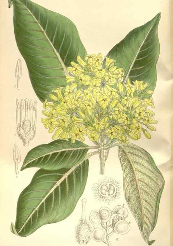 Reproducción/Reproduction 35309056181: Curtis's botanical magazine.. London ; New York [etc.] :Academic Press [etc.]