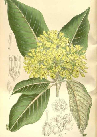Reproducción/Reproduction 35309056181: Curtis's botanical magazine.. London ; New York [etc.] :Academic Press [etc.]
