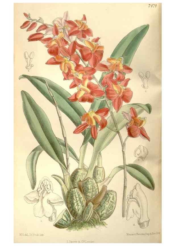 Reproducción/Reproduction 35051694660: Curtis's botanical magazine.. London ; New York [etc.] :Academic Press [etc.]