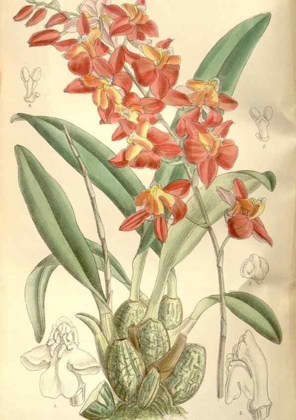 Reproducción/Reproduction 35051694660: Curtis's botanical magazine.. London ; New York [etc.] :Academic Press [etc.]