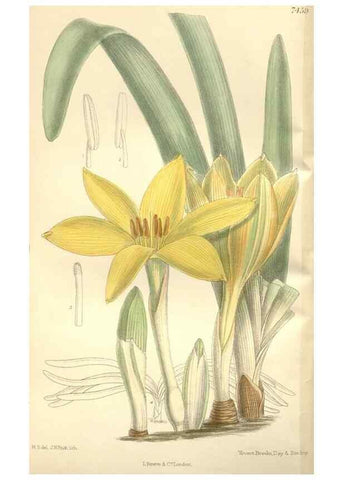 Reproducción/Reproduction 35051668160: Curtis's botanical magazine.. London ; New York [etc.] :Academic Press [etc.]