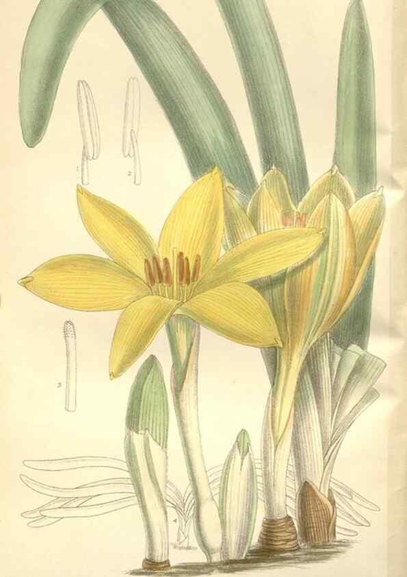 Reproducción/Reproduction 35051668160: Curtis's botanical magazine.. London ; New York [etc.] :Academic Press [etc.]