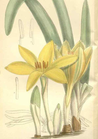 Reproducción/Reproduction 35051668160: Curtis's botanical magazine.. London ; New York [etc.] :Academic Press [etc.]