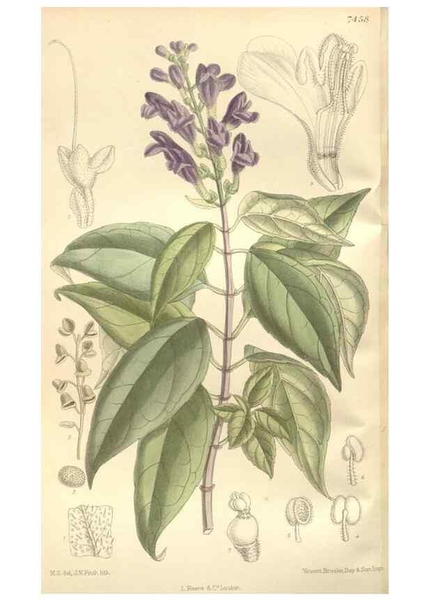 Reproducción/Reproduction 35051666560: Curtis's botanical magazine.. London ; New York [etc.] :Academic Press [etc.]