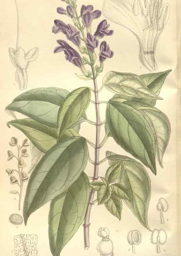 Reproducción/Reproduction 35051666560: Curtis's botanical magazine.. London ; New York [etc.] :Academic Press [etc.]