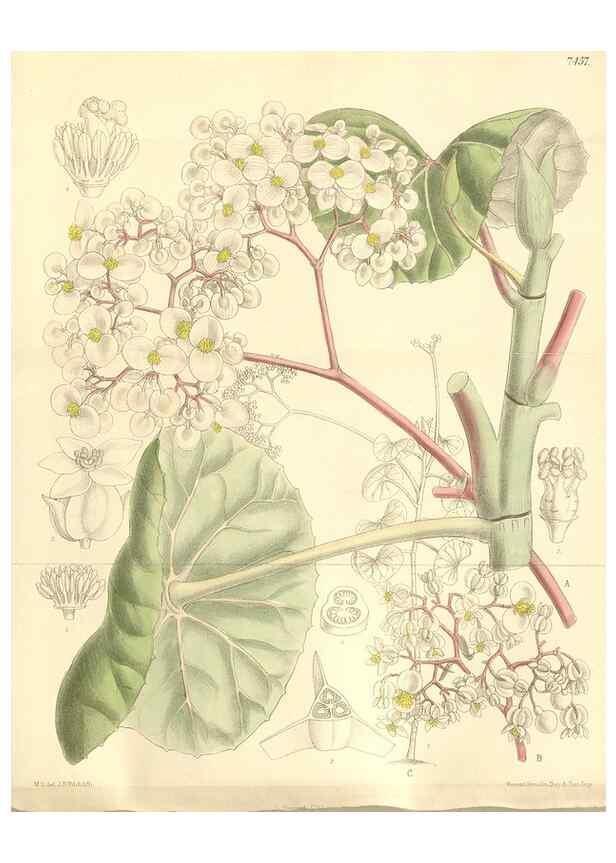 Reproducción/Reproduction 34628902793: Curtis's botanical magazine.. London ; New York [etc.] :Academic Press [etc.]