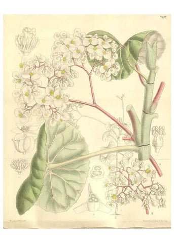 Reproducción/Reproduction 34628902793: Curtis's botanical magazine.. London ; New York [etc.] :Academic Press [etc.]