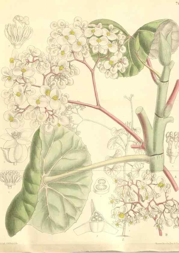 Reproducción/Reproduction 34628902793: Curtis's botanical magazine.. London ; New York [etc.] :Academic Press [etc.]