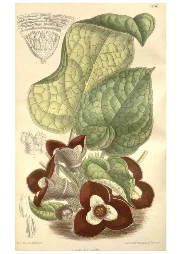Reproducción/Reproduction 34596949734: Curtis's botanical magazine.. London ; New York [etc.] :Academic Press [etc.]