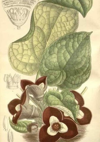 Reproducción/Reproduction 34596949734: Curtis's botanical magazine.. London ; New York [etc.] :Academic Press [etc.]