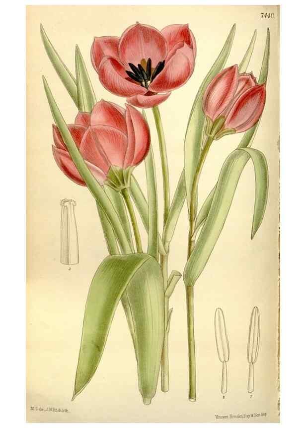Reproducción/Reproduction 35438541555: Curtis's botanical magazine.. London ; New York [etc.] :Academic Press [etc.]
