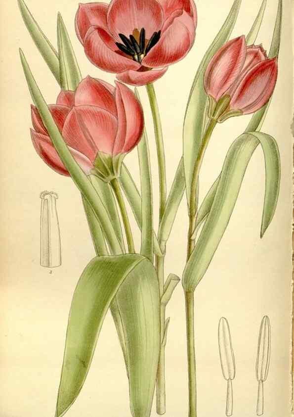 Reproducción/Reproduction 35438541555: Curtis's botanical magazine.. London ; New York [etc.] :Academic Press [etc.]