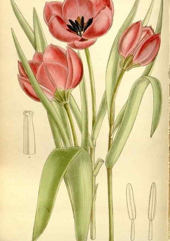 Reproducción/Reproduction 35438541555: Curtis's botanical magazine.. London ; New York [etc.] :Academic Press [etc.]