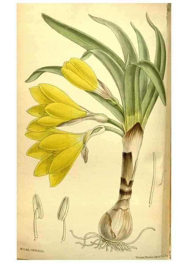 Reproducción/Reproduction 35438543965: Curtis's botanical magazine.. London ; New York [etc.] :Academic Press [etc.]