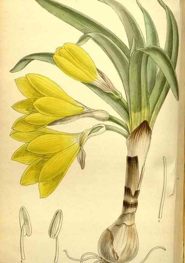 Reproducción/Reproduction 35438543965: Curtis's botanical magazine.. London ; New York [etc.] :Academic Press [etc.]