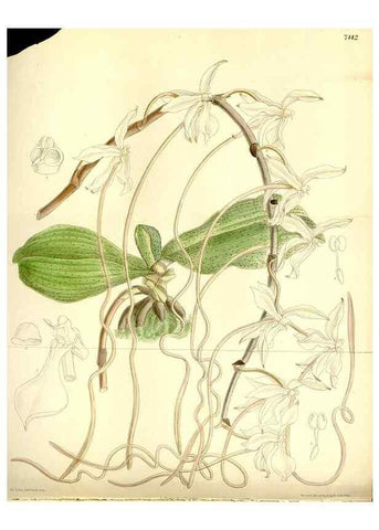 Reproducción/Reproduction 35438546555: Curtis's botanical magazine.. London ; New York [etc.] :Academic Press [etc.]