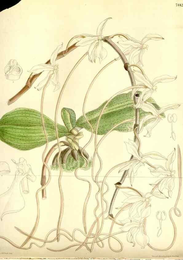 Reproducción/Reproduction 35438546555: Curtis's botanical magazine.. London ; New York [etc.] :Academic Press [etc.]