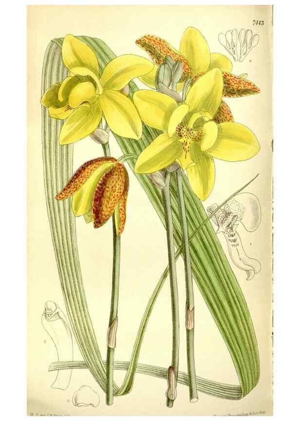 Reproducción/Reproduction 35438549695: Curtis's botanical magazine.. London ; New York [etc.] :Academic Press [etc.]