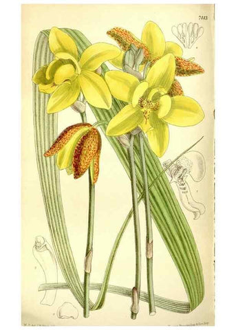 Reproducción/Reproduction 35438549695: Curtis's botanical magazine.. London ; New York [etc.] :Academic Press [etc.]