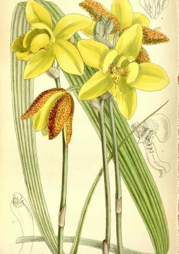 Reproducción/Reproduction 35438549695: Curtis's botanical magazine.. London ; New York [etc.] :Academic Press [etc.]