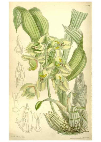 Reproducción/Reproduction 34628787073: Curtis's botanical magazine.. London ; New York [etc.] :Academic Press [etc.]