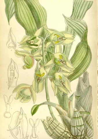 Reproducción/Reproduction 34628787073: Curtis's botanical magazine.. London ; New York [etc.] :Academic Press [etc.]