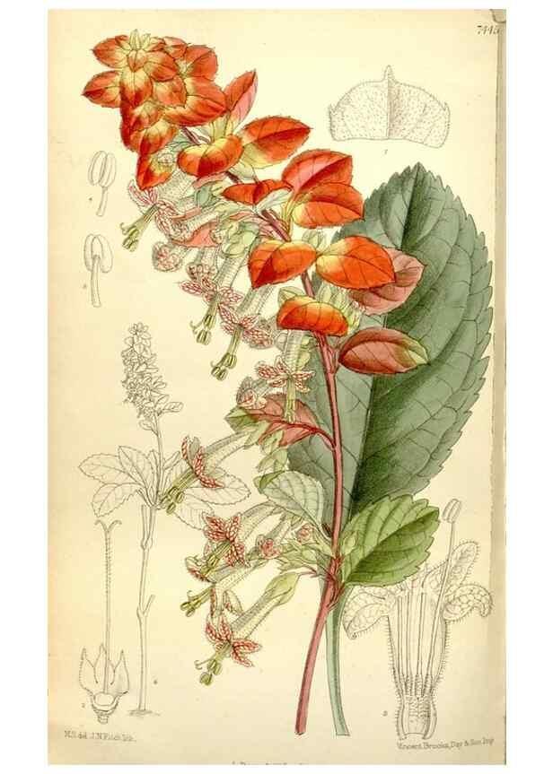 Reproducción/Reproduction 35308901841: Curtis's botanical magazine.. London ; New York [etc.] :Academic Press [etc.]
