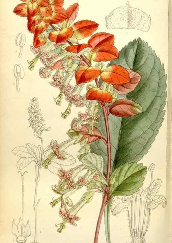 Reproducción/Reproduction 35308901841: Curtis's botanical magazine.. London ; New York [etc.] :Academic Press [etc.]