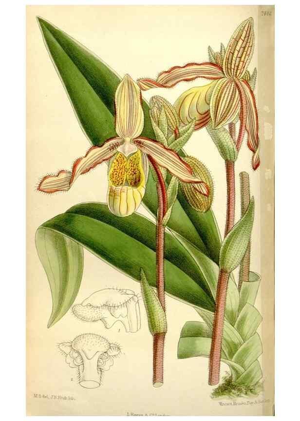 Reproducción/Reproduction 35308903191: Curtis's botanical magazine.. London ; New York [etc.] :Academic Press [etc.]