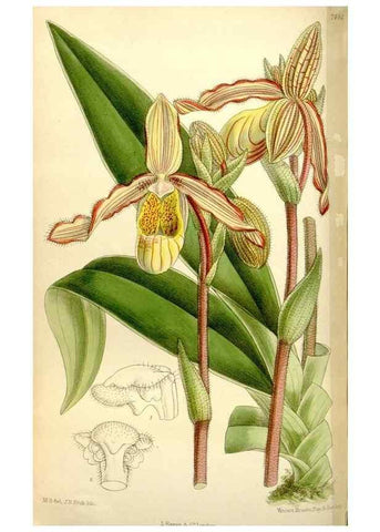 Reproducción/Reproduction 35308903191: Curtis's botanical magazine.. London ; New York [etc.] :Academic Press [etc.]
