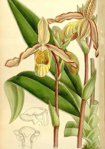 Reproducción/Reproduction 35308903191: Curtis's botanical magazine.. London ; New York [etc.] :Academic Press [etc.]
