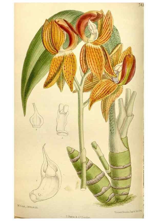 Reproducción/Reproduction 35438536045: Curtis's botanical magazine.. London ; New York [etc.] :Academic Press [etc.]