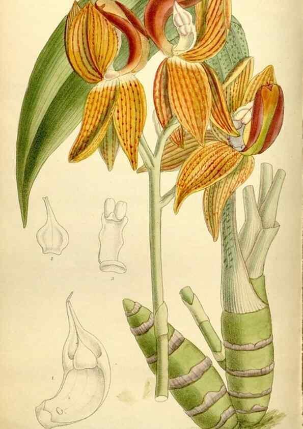 Reproducción/Reproduction 35438536045: Curtis's botanical magazine.. London ; New York [etc.] :Academic Press [etc.]