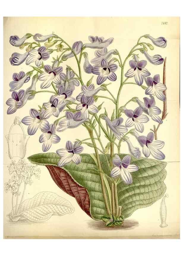 Reproducción/Reproduction 35051549220: Curtis's botanical magazine.. London ; New York [etc.] :Academic Press [etc.]