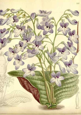 Reproducción/Reproduction 35051549220: Curtis's botanical magazine.. London ; New York [etc.] :Academic Press [etc.]