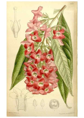 Reproducción/Reproduction 35051554120: Curtis's botanical magazine.. London ; New York [etc.] :Academic Press [etc.]