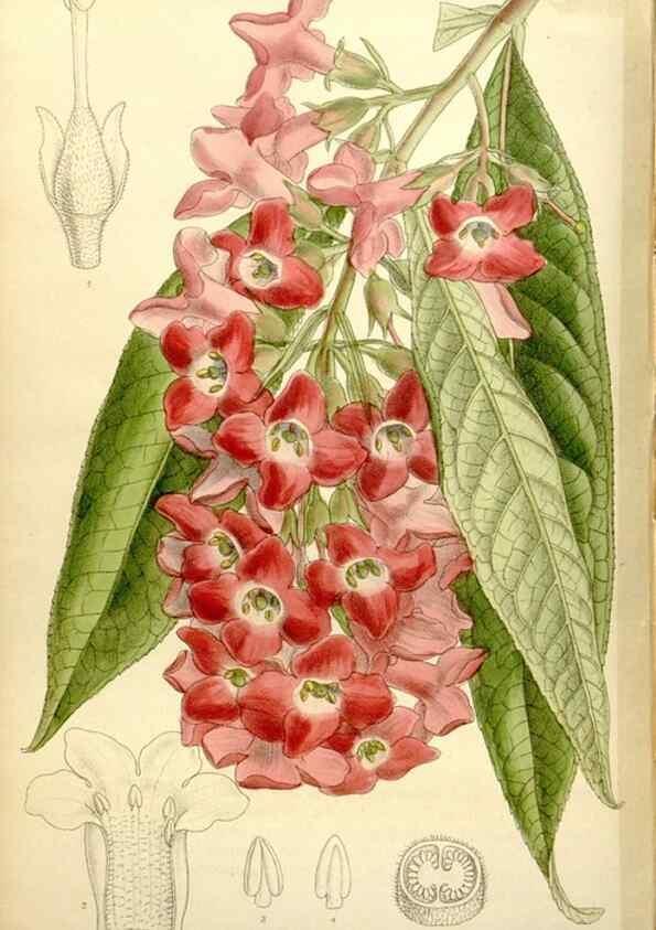 Reproducción/Reproduction 35051554120: Curtis's botanical magazine.. London ; New York [etc.] :Academic Press [etc.]