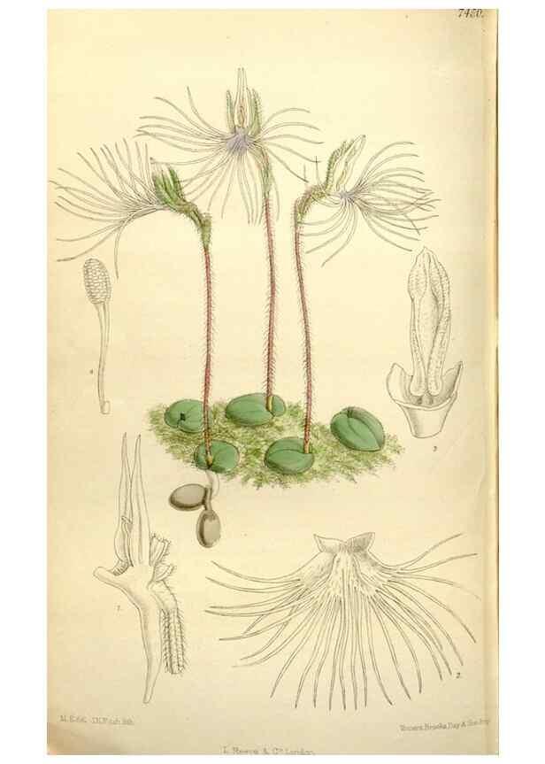 Reproducción/Reproduction 35051556600: Curtis's botanical magazine.. London ; New York [etc.] :Academic Press [etc.]