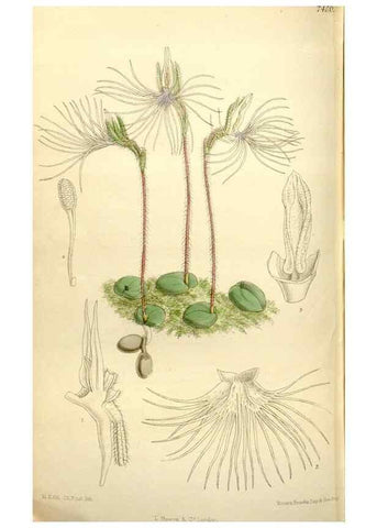 Reproducción/Reproduction 35051556600: Curtis's botanical magazine.. London ; New York [etc.] :Academic Press [etc.]
