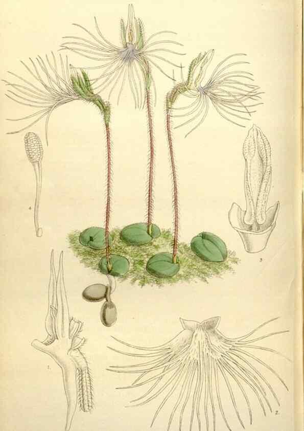 Reproducción/Reproduction 35051556600: Curtis's botanical magazine.. London ; New York [etc.] :Academic Press [etc.]
