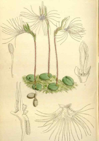 Reproducción/Reproduction 35051556600: Curtis's botanical magazine.. London ; New York [etc.] :Academic Press [etc.]