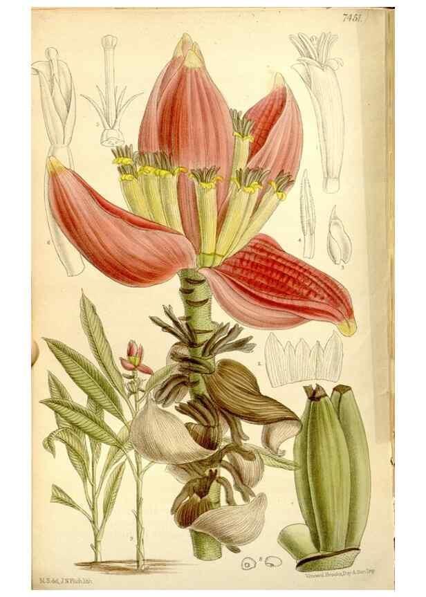 Reproducción/Reproduction 34628797103: Curtis's botanical magazine.. London ; New York [etc.] :Academic Press [etc.]