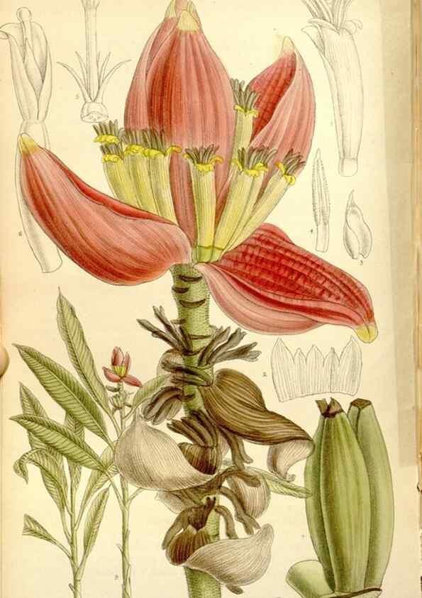 Reproducción/Reproduction 34628797103: Curtis's botanical magazine.. London ; New York [etc.] :Academic Press [etc.]