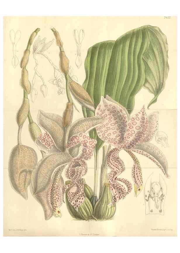 Reproducción/Reproduction 35051654160: Curtis's botanical magazine.. London ; New York [etc.] :Academic Press [etc.]