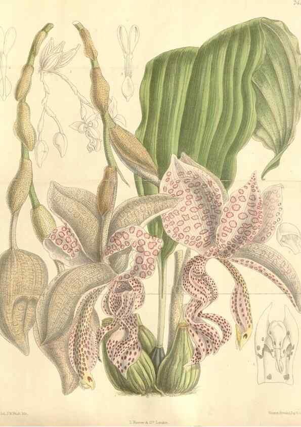 Reproducción/Reproduction 35051654160: Curtis's botanical magazine.. London ; New York [etc.] :Academic Press [etc.]