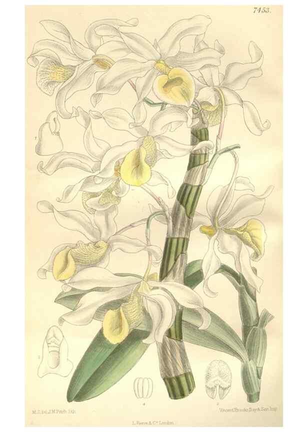 Reproducción/Reproduction 34628894963: Curtis's botanical magazine.. London ; New York [etc.] :Academic Press [etc.]